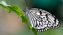 ما معنى كلمة Butterfly؟