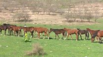تلاش تاجیکستان برای ثبت جهانی "اسب تاجیکی"