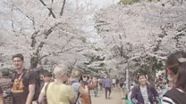 How to Hanami: Japan's cherry blossom season