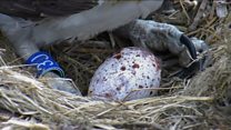 Wy cynta i iâr newydd y Gweilch Dyfi
