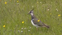 Waders
