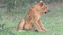 Why are lions being poisoned in Uganda?