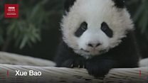 Dua bayi panda imut di Shanghai dapat nama resmi