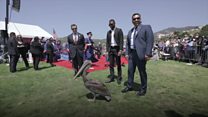 Pelicans gatecrash university graduation