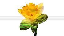 St David's Hall 2018-19: St David's Day Concert