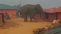 Why are elephants smashing a refugee camp?
