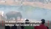 Gajah liar vs pengungsi Rohingya