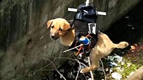 The puppy rescued by a drone