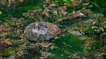 Shell Fish