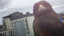 The hawk eyes that patrol Cardiff's streets