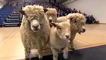 Sheep visit school as part of food campaign
