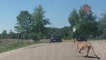 Cheetahs chase family at safari park