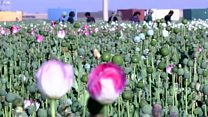 قطع کمک های مالی آمریکا به افغانستان برای مبارزه با کشت خشخاش