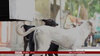 په هند کې کوڅه ډب سپي