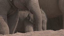 Baby elephant birth surprise