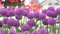 What does a Chelsea show garden cost?