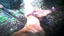 Badger baiters: Uncovering secret network