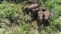 Ubuhinde bukoresha urusaku rw'intare rwa baringa mu gucunga inzovu