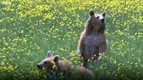 Bear cubs released after charity help