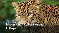 Lima spesies hewan di dunia yang nyaris punah