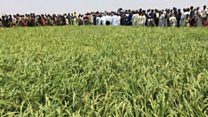 Noma a jihar Kebbi