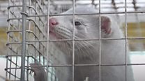 The furious debate over fur