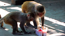 Fruit ice lollies for India zoo animals