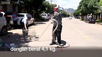 Polisi, ular kobra dan mobil van, apa yang akan terjadi?
