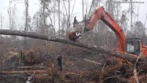 বুলডোজারের বিরুদ্ধে রুখে দাঁড়ারো ওরাংওটান।