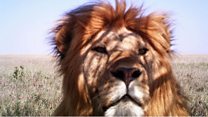 Artificial intelligence... for animals