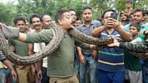 Python tries to strangle selfie taker