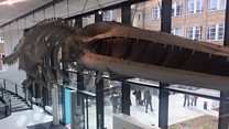 Zoology museum reopens after £4m facelift