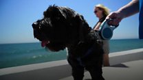 What will Brexit mean for expat dogs?