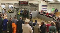 Lewis mart