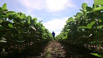 US-China trade war: A farmer's view