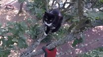 Cat rescued from tree after being stranded for three days