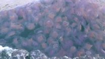Jellyfish swarm turns sea pink