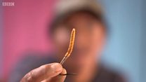 Yarsagumba, 'viagra' Himalaya yang lebih mahal dari emas