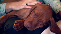 Owners of puppy stuck on roof 'so scared'