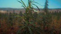 Lebanese farmer: Cannabis should be legal