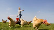 ؟Free Range ماذا تعني عبارة