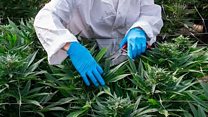 What's in cannabis-derived medicines?