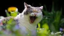 ما معنى كلمة Yawning؟