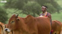ኣንበሳ ዝሰጉግ መንእሰይ
