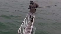 Great white shark surprises scientist