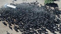 Thirsty cattle swarm Australia water truck
