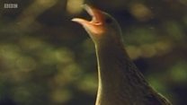 corncrake