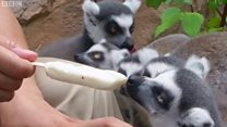 Kako se hlade životinje u zoo vrtu u Pekingu