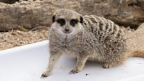 Weighing 3,500 zoo animals in a day