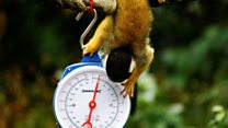 ICYMI: Zoo's weigh-in and a greasy pole